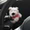 Cute Plush Puppy Steering Column Decor Car Interior Accessory 8