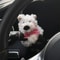 Cute Plush Puppy Steering Column Decor Car Interior Accessory 8