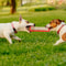 Jaoseko Durable Dog Bite Rod Training Stick Toy 7