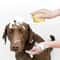 SoftPaws Silicone Pet Bath Massage Brush For Dogs And Cats 8