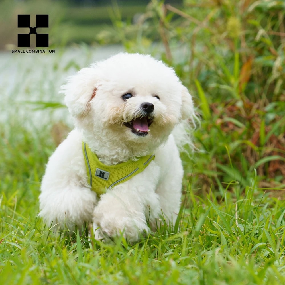 SafeWalk Reflective Dog Harness And Leash Set For Small And Medium Pets 13