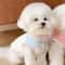 SunnyPaws Lightweight Summer Dog Shirt For Puppies And Small Dogs 1