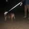 NightSafe Reflective Pet Training Leash For Dogs And Cats 16