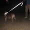 NightSafe Reflective Pet Training Leash For Dogs And Cats 16