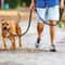 NightSafe Reflective Pet Training Leash For Dogs And Cats 17