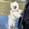 Cute Bee Dog Harness And Leash Set Soft Breathable Vest For Small Dogs And Cats 1