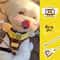 Cute Bee Dog Harness And Leash Set Soft Breathable Vest For Small Dogs And Cats 6
