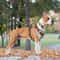 Luxury No Pull Dog Harness Adjustable Personalized Chest Strap For Small And Large Dogs 9