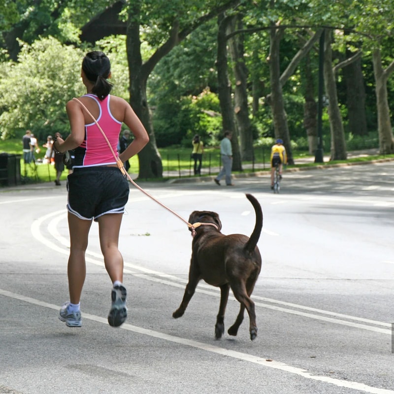 Adjustable Hands Free Dog Leash Multi Functional P Shape Running And Walking Lead 10