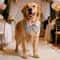 Formal Dog Tuxedo Bandana Collar Adjustable Bow Tie Costume For Weddings And Parties 6