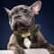 Customized Personalized Dog Collar Soft Padded PU Leather Collar With Engraved Nameplate 14