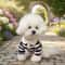 Fashion Dog Striped Shirt Breathable Cooling Pet T Shirt With Collar Style Design 7