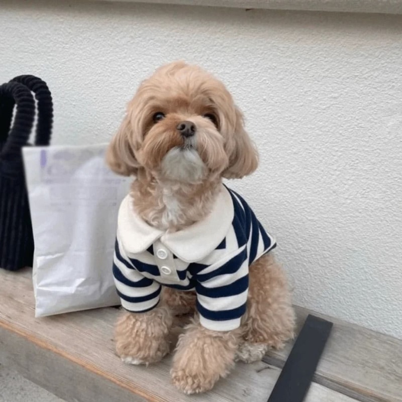 Fashion Dog Striped Shirt Breathable Cooling Pet T Shirt With Collar Style Design 8