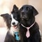 Adjustable Pet Bow Tie Set Colorful Grooming Accessories For Dogs And Cats 0