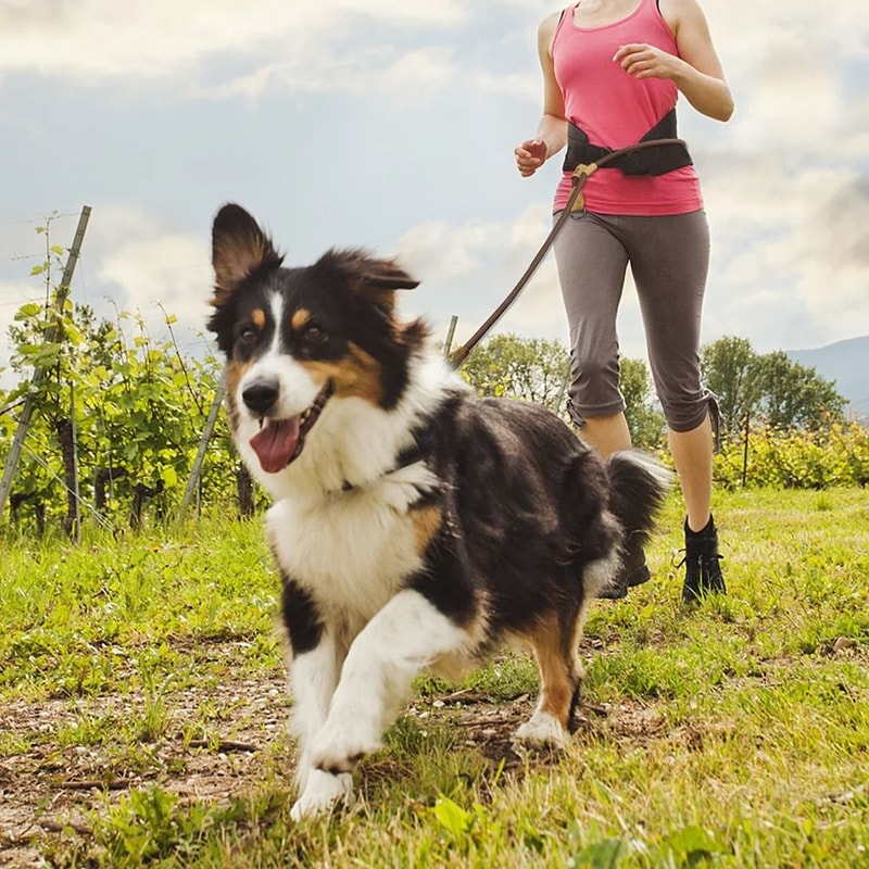 Hands Free Dog Leash Adjustable Running And Walking Waist Lead For Large Dogs 12
