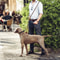 Hands Free Dog Leash Adjustable Running And Walking Waist Lead For Large Dogs 14