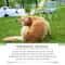 Moisturizing Dog Shampoo And Conditioner For Sensitive Skin Anti Itch Pet Cleaning Foam 6