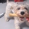 Natural Coffee Wood Dog Chew Stick Durable Dental Toy For Small And Large Dogs 5