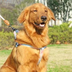 adjustable dog harness and leash set for small dogs breathable puppy chest collar vest