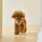 Cute Bear Pet Harness And Leash Set Adjustable Breathable Vest For Dogs And Cats 4