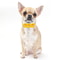 Dog Bow Tie Flower Collar Accessories For Small Dogs Cats And Puppies 7