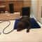 Electric Pet Heating Pad Waterproof Adjustable Warm Mat For Dogs And Cats 3