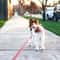 Waterproof PVC Dog Training Leash Non Slip Long Lead For Medium And Large Dogs 7