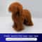 Teddy Dog Grooming Practice Model Full Body Pet Groomer Training Dummy 2