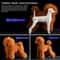 Teddy Dog Grooming Practice Model Full Body Pet Groomer Training Dummy 9