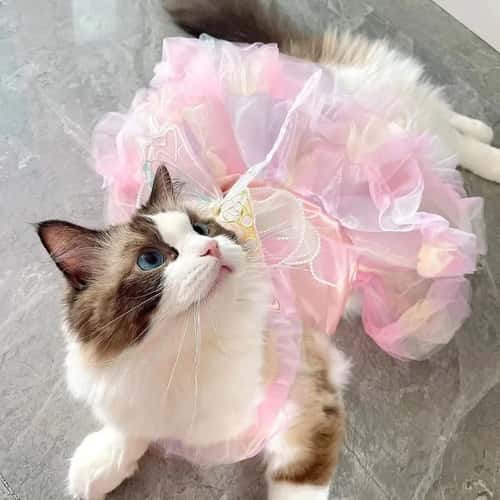 Princess Lace Pet Dress Stripe Skirt Outfit for Dogs and Cats