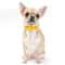 Cute Flower Pet Bow Ties With Diamond Accent For Dogs And Cats 1