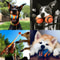 Interactive Tough Dog Fetch Ball Chew Toy For Puppies And Dogs 5