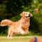 Interactive Tough Dog Fetch Ball Chew Toy For Puppies And Dogs 7