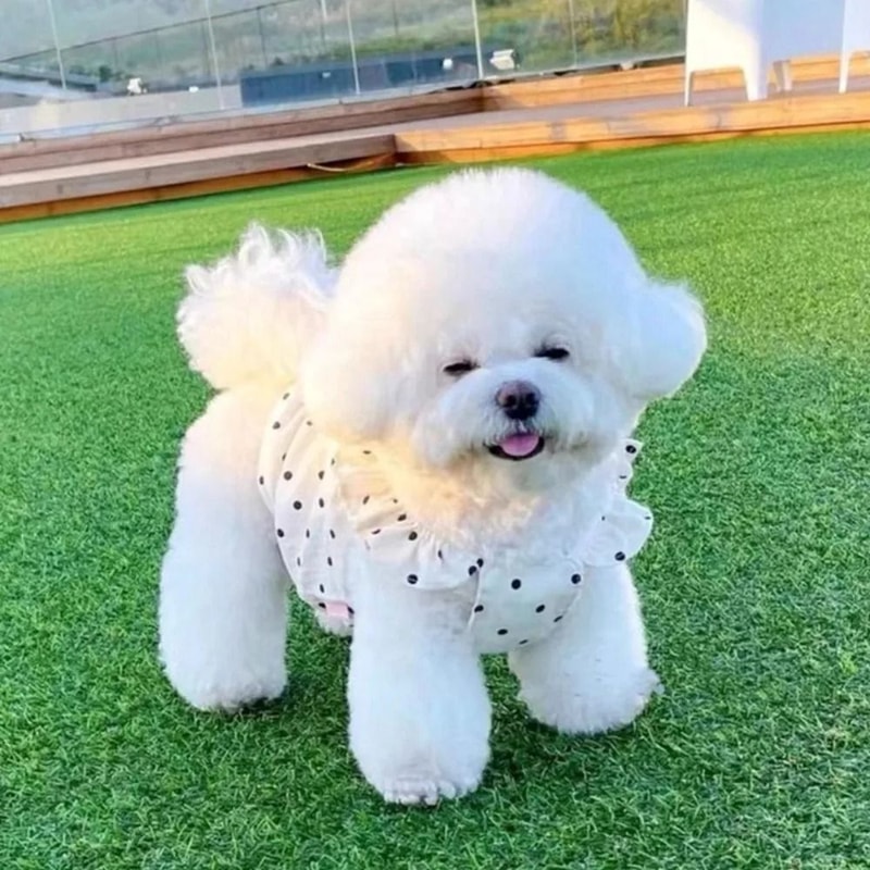 Cute Polka Dot Dog Dress Lightweight Puppy Shirt And Cat Outfit For Small Pets 0