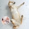 Transparent Waterproof Dog Raincoat Windproof Pet Jacket For Small And Large Dogs 8