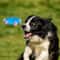Durable Rope Fetch Dog Toy Interactive Chew Toy For Teeth Cleaning And Training 6