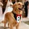 Sucado Pet Wedding Collar With Bow Tie And Bandana For Dogs And Cats 6