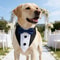 Sucado Pet Wedding Collar With Bow Tie And Bandana For Dogs And Cats 7