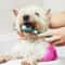 3 Sided Pet Toothbrush For Dogs And Cats Dental Cleaning And Bad Breath Care 5