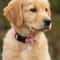 Personalized Pet ID Tag Engraved Glitter Paw Collar Pendant For Dogs And Cats 12