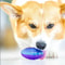 Natural Rubber Squeaky Dog Chew Toy Interactive Ball For Small And Medium Dogs 3