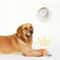 Interactive Plush Squeaky Dog Toy Chicken Leg Bone Shape Toy For Dogs And Cats 5