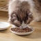 Ceramic Cat Snack Bowl With Silicone Anti Slip Pad For Food And Water 9