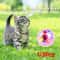 Cat Motion Activated LED Flash Ball Interactive Pet Toy Set 4