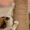 Natural Jute Rope Cat Scratcher Replacement For Cat Trees 4