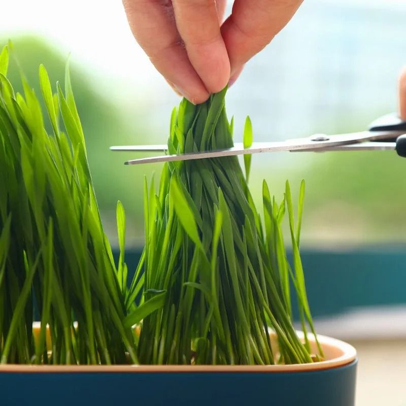 Hydroponic Cat Grass Growing Box For Indoor Cats 0