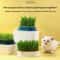 Hydroponic Cat Grass Growing Box For Indoor Cats 10