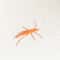 Woolen Catnip Prawn Toy For Interactive Cat Play 6