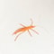 Woolen Catnip Prawn Toy For Interactive Cat Play 6