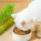 Soilless Cat Grass Growing Kit Layered Seed Germination Tray For Indoor Cats 6